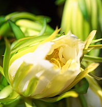 Tropical Fruit World - Accommodation ACT 2