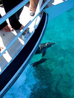 Pelican Charters - Accommodation ACT 0