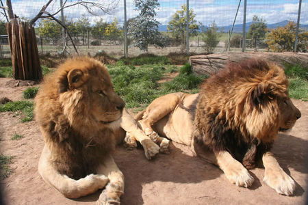 Mansfield Zoo - Accommodation ACT 0