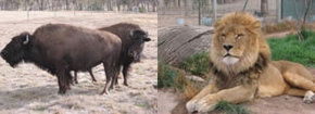 Mansfield Zoo - Accommodation ACT 3