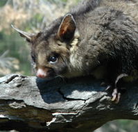 Moonlit Sanctuary Wildlife Conservation Park - Accommodation ACT