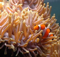 Reef HQ Great Barrier Reef Aquarium - Accommodation ACT