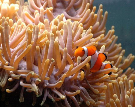 Reef HQ Great Barrier Reef Aquarium - Accommodation ACT 0