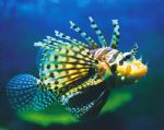 Underwater World - Accommodation ACT 0