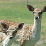 Marapana Wildlife Park - Accommodation ACT 0