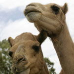 Marapana Wildlife Park - Accommodation ACT 3
