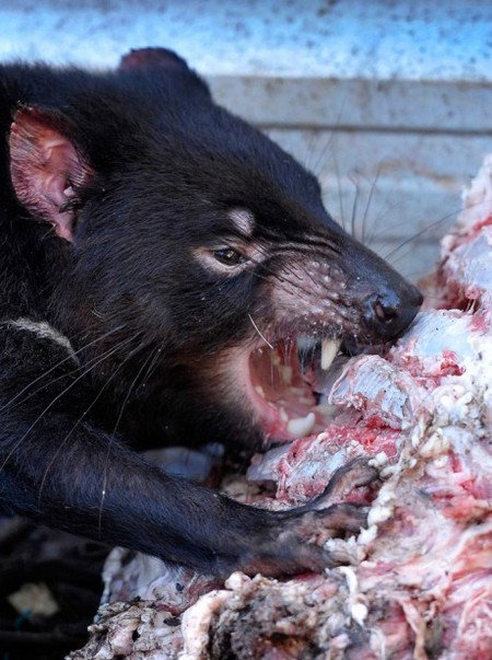 Peel Zoo - Accommodation ACT 2