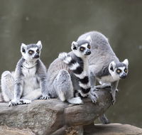 Adelaide Zoo - Accommodation ACT