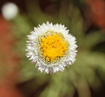 Alice Springs Desert Park - Accommodation ACT 1