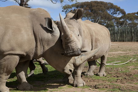 Monarto Zoo - Accommodation ACT 0