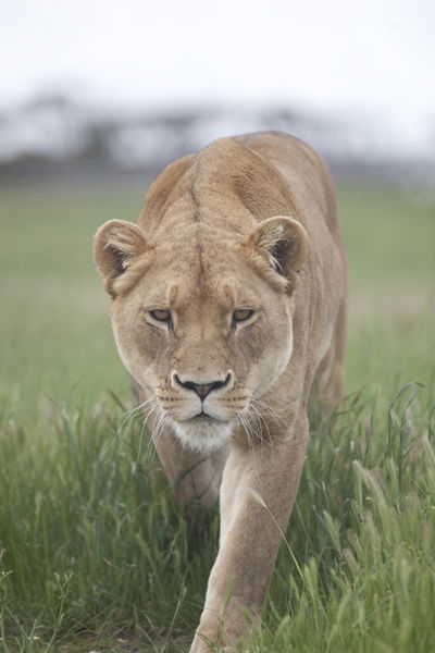 Monarto Zoo - Accommodation ACT 2