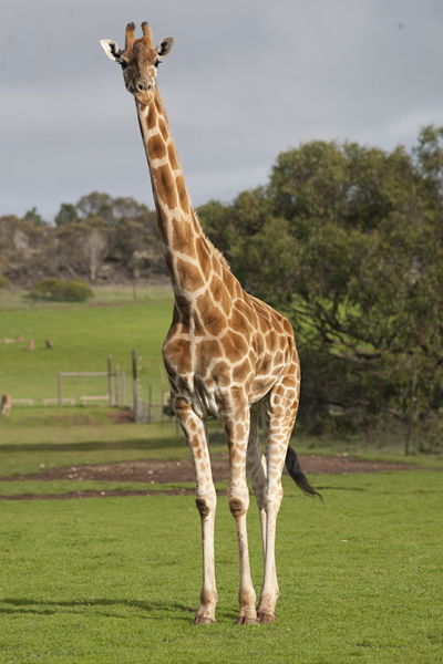Monarto Zoo - Accommodation ACT 3