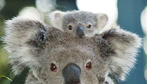 Port Macquarie NSW Accommodation ACT
