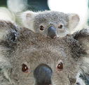 Billabong Koala and Wildlife Park - Accommodation ACT