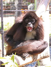 Billabong Koala And Wildlife Park - Accommodation ACT 1