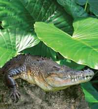 Billabong Koala And Wildlife Park - Accommodation ACT 2