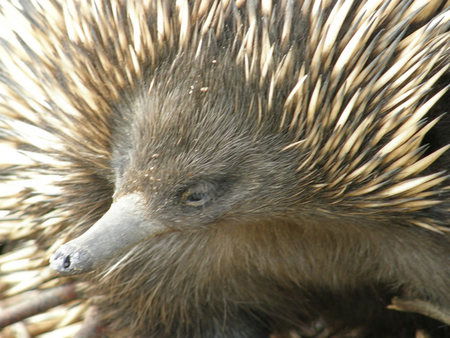 Dundee's Wildlife Park - Accommodation ACT 3