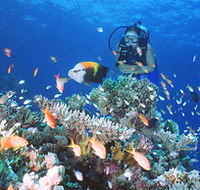 Drop Zone Dive Site - Accommodation ACT
