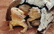 Alice Springs Reptile Centre - thumb 0