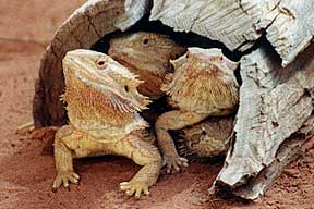 Alice Springs Reptile Centre - Accommodation ACT 0