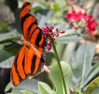 Butterfly Farm - Accommodation ACT