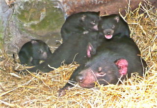 East Coast Natureworld - Accommodation ACT 0