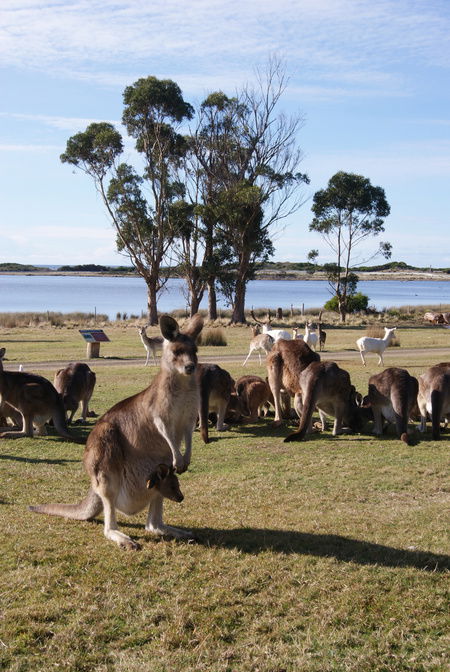 East Coast Natureworld - Accommodation ACT 1