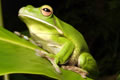 The Rainforest Habitat - Accommodation ACT 0