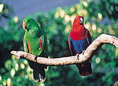 The Rainforest Habitat - Accommodation ACT 1