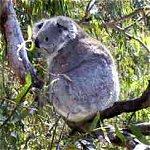 Koala Conservation Centre - Accommodation ACT 0