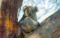 Koala Conservation Centre - Accommodation ACT 2