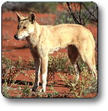 Uluru - Kata Tjuta National Park - Accommodation ACT 3