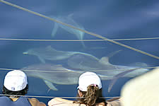 Temptation Sailing - Accommodation ACT 2