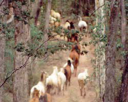 High Country Horses - Accommodation ACT 2