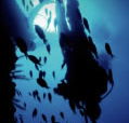Scuba World - Accommodation ACT