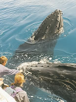 Storeyline Tours - Accommodation ACT 1