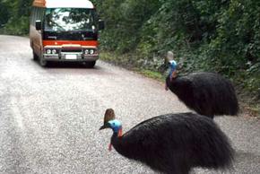 Kookaburra Tours - Accommodation ACT 0