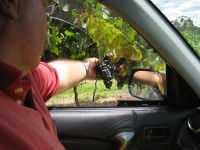 Mount Tamborine Winery & Homestead - Accommodation ACT 1