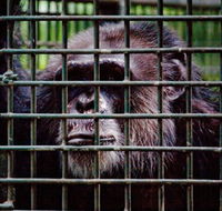Rockhampton Zoo - Accommodation ACT
