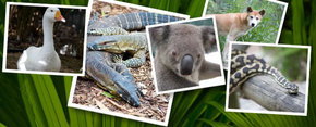 Rockhampton Zoo - Accommodation ACT 2