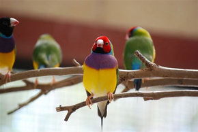 Kyabram Fauna Park - Accommodation ACT 1