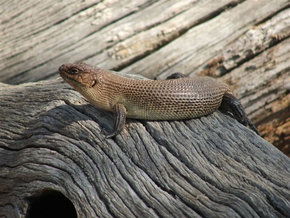 Kyabram Fauna Park - Accommodation ACT 2