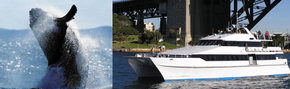 Prestige Harbour Cruises - Accommodation ACT 3