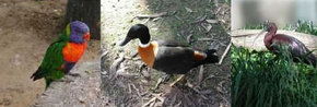 Urimbirra Wildlife Park - Accommodation ACT 2
