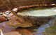 Wyndham Zoological Gardens And Crocodile Park - thumb 0