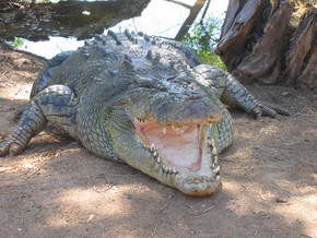 Wyndham Zoological Gardens And Crocodile Park - Accommodation ACT 2