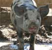 Wagga Wagga Zoo - Accommodation ACT