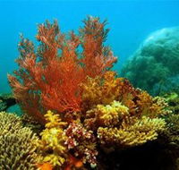 Three Islands Whale Shark Dive - Accommodation ACT