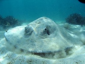 Three Islands Whale Shark Dive - Accommodation ACT 2