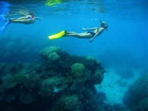 Three Islands Whale Shark Dive - Accommodation ACT 3